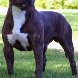 Mercury - American Pit Bull Terrier