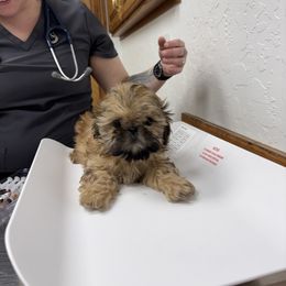 Waffles - Gold male Shih Tzu puppy in Hayden, Idaho from Phoenix Shih Tzu