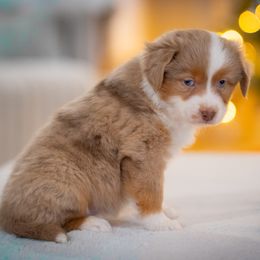 Fawn - Red merle female Miniature American Shepherd puppy in Niles, Michigan from Impression Dogs