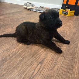 Eros (orange) - Black brindle male Dutch Shepherd puppy in Signal Mountain, Tennessee from Torgun Police Dogs