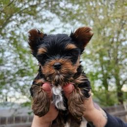 Rori - Black and tan male Yorkshire Terrier puppy in Moses Lake, Washington from Harmony Hills Yorkies