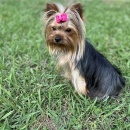 AnnaBelle - Yorkshire Terrier