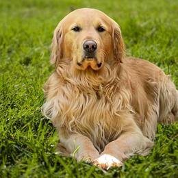 Gunner - Golden Retriever