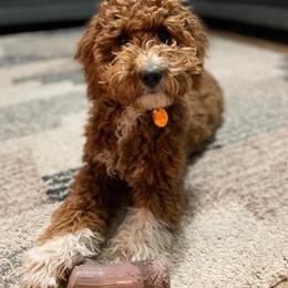 Goldendoodle All Grown Up from Henderson Farm and Home
