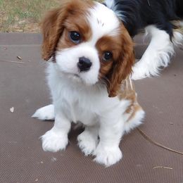 Cavalier King Charles Spaniel Puppies from Eureka Cavaliers