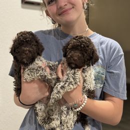 Lagotto Romagnolo Puppies from Anna’s Lagottos