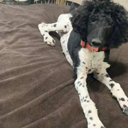 Miniature Schnauzers and Poodles from Shelly’s Pooches