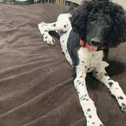 Miniature Schnauzers and Poodles from Shelly’s Pooches