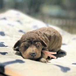 Radagast - Red  male Goldendoodle puppy in Pittsburg, Texas from Grace Springs Goldendoodles