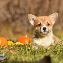 Boy 1 - Pembroke Welsh Corgi puppy in Maine from Berry Hill Corgis