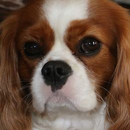 Cavalier King Charles Spaniels from Kalleasun Cavaliers