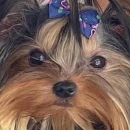 Yorkshire Terriers from Real Yorkies of NorCal