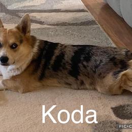 American Corgi All Grown Up from Tori’s Sassy Corgis