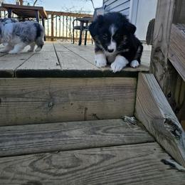 Miniature Australian Shepherd Puppies from Carter's Cuties