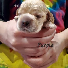 Cocker Spaniel Puppies from Hallmark Cocker Spaniels