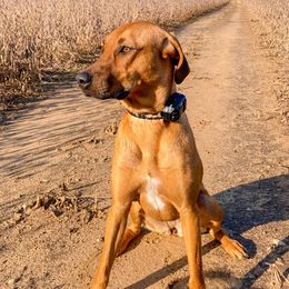 Ellie - Black Mouth Cur