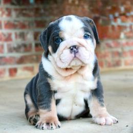 Skye - Blue tri-color female Bulldog puppy in Ben Lomond, Arkansas from Miesha Carver's Bulldogs