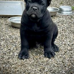 Cane Corso puppies from CANE CORSO DI DROGHEDA