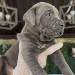 Giovani - Gray male Cane Corso puppy in Las Vegas, Nevada from LV3M Cane Corso