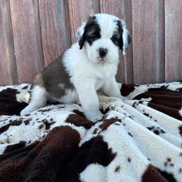 Light blue male - Brown and white male Saint Bernard puppy in Milroy, Minnesota from Shoen Saint Bernards