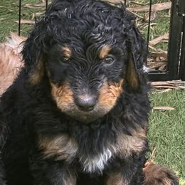 Bernedoodle Puppies from Bernedoodles By The Sea