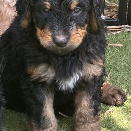 Bernedoodle Puppies from Bernedoodles By The Sea