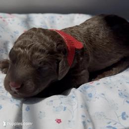 Birch - Chocolate male Labradoodle puppy in Stamford, Connecticut from Doodles of CT