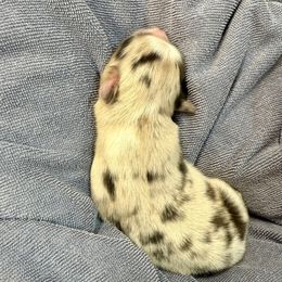 Oreo - Blue merle male Australian Shepherd puppy in Mount Vernon, Texas from RJ's Aussie Posse