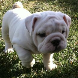 Bulldogs from I Love English Bulldogs