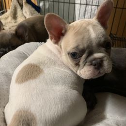 French Bulldog Puppies from Monarchy's Finest French Bulldogs
