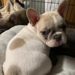 French Bulldog Puppies from Monarchy's Finest French Bulldogs