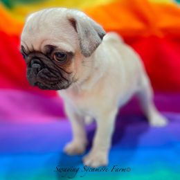 Pug and Shih Tzu Puppies from Swaying Sycamore Farm