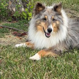 Zazu - Shetland Sheepdog