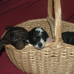 Poodles from Kathy's Poodles and Maltipoos