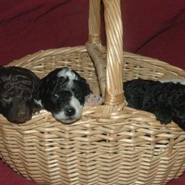 Poodles from Kathy's Poodles and Maltipoos