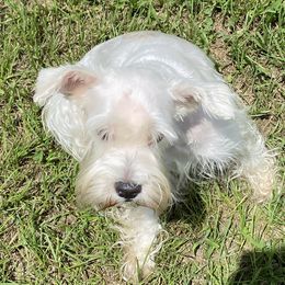 Tiny - Miniature Schnauzer