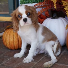 Alec - Blenheim male Cavalier King Charles Spaniel puppy in Lula, Georgia from Cavaliers by Crumley
