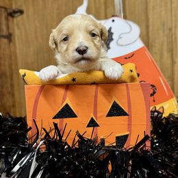 James - Apricot male Maltipoo puppy in Mabelvale, Arkansas from Durham's Designer Poos