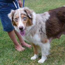RUBY - Australian Shepherd