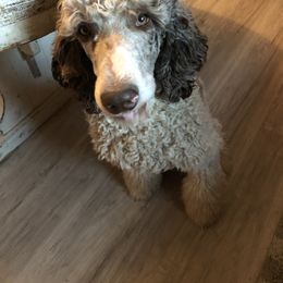 Boomer - Poodle