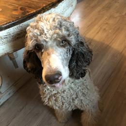 Boomer - Poodle