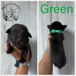 Green - Chocolate male Labrador Retriever puppy in Ste. Genevieve, Missouri from Megans Labradors