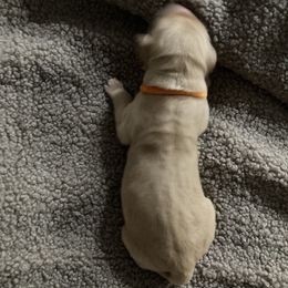 Boy 3 - male Golden Retriever puppy in Dry Fork, Virginia from Sarah Johnson