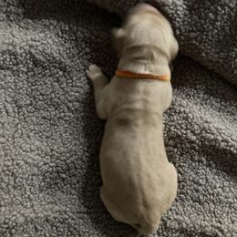 Boy 3 - male Golden Retriever puppy in Dry Fork, Virginia from Sarah Johnson