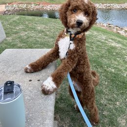Goldendoodle All Grown Up from Shelley Torres's Goldendoodles