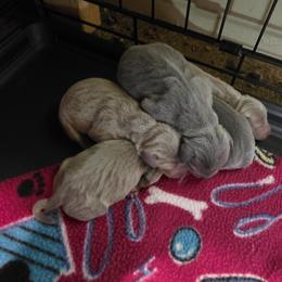 Boy 5 - male Miniature Pinscher puppy in Middle Point, Ohio from Knisely's Min Pins-AKC