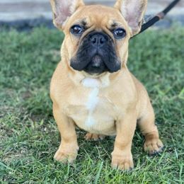 French Bulldog Puppies from Frenchies On The Hill LLC