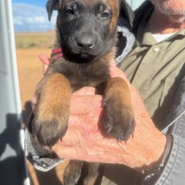 Elina - Fawn female Belgian Malinois puppy in Fredonia, Arizona from Zion Malinois