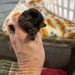 Lime Green collar - Black and tan female Shih Tzu puppy in Kosciusko, Mississippi from The Dog House LLC