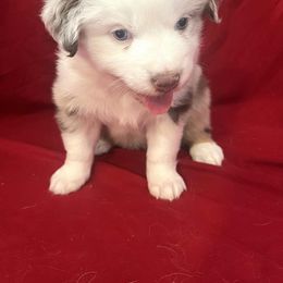 Coral - Red merle female Australian Shepherd puppy in Red Bluff, California from Dream E River Ranch
